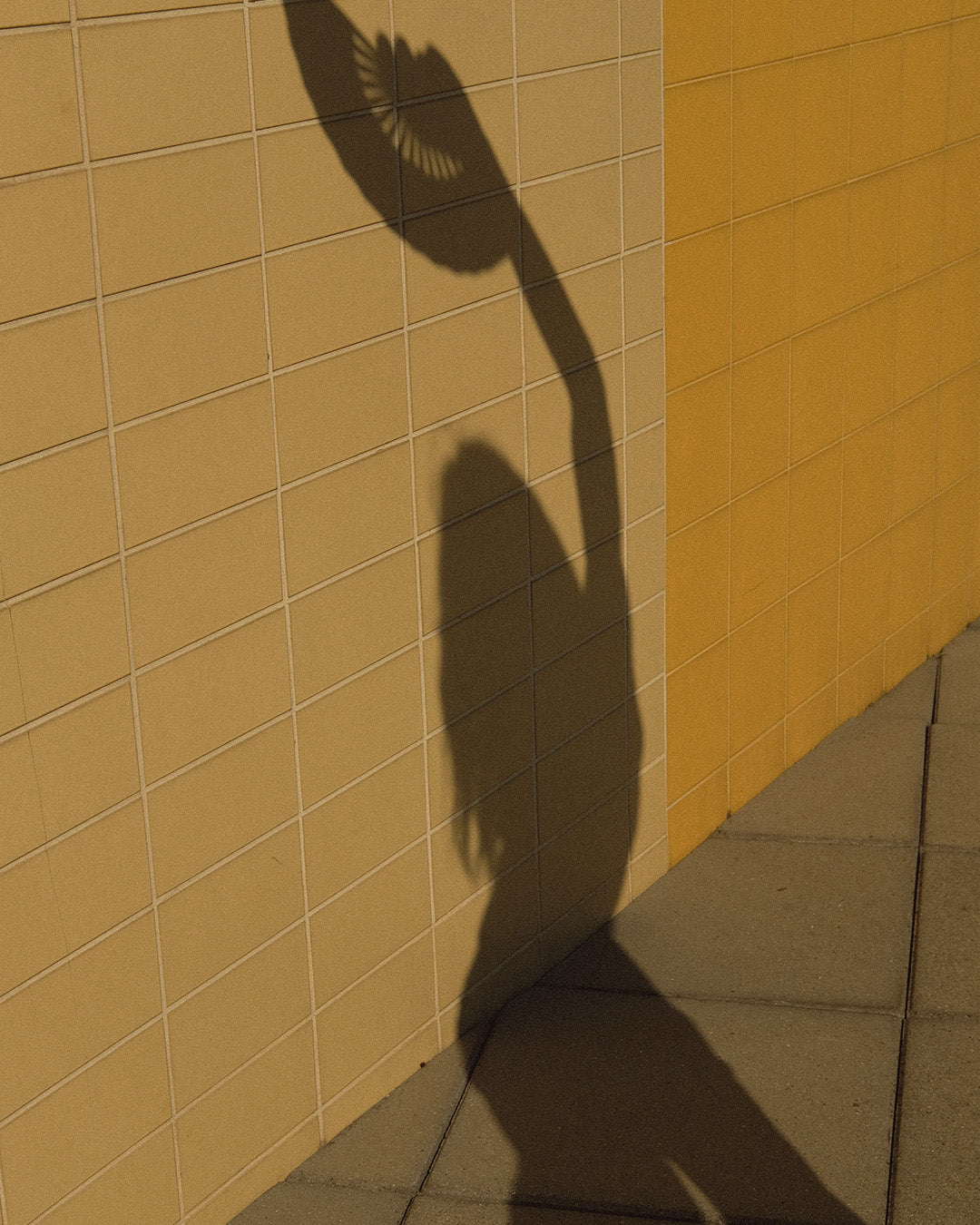 Vansey Fan - momarohé